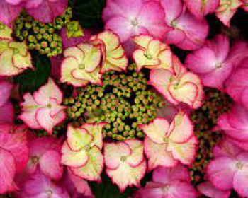 Гортензия крупнолистная Тиффани Пинк (Hydrangea macrophylla Tiffany Pink)