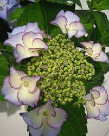 Гортензия крупнолистная Тиффани Пурпл (Hydrangea macrophylla Tiffany Purple)