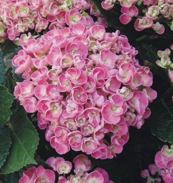 Гортензия крупнолистная Керли Верли (Hydrangea macrophylla Curly Wurly)