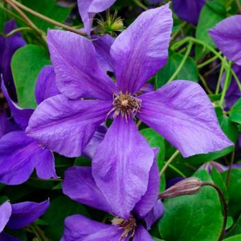 Клематис Сему (Clematis Semu)