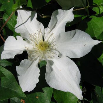 Клематис Сааломон (Clematis Saalomon)