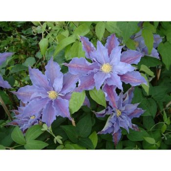 Клематис Тарту (Clematis Tartu)