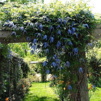 Клематис Франки (Clematis Frankie)