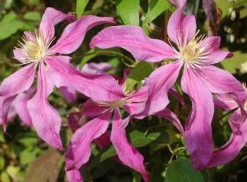 Клематис Эсперанто (Clematis Esperanto)