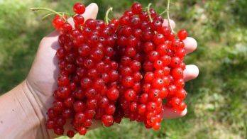 Смородина Голландская красная