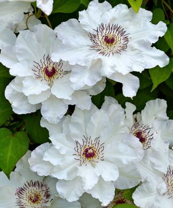 Клематис Мария Качинская (Clematis Maria Kaczyńska)
