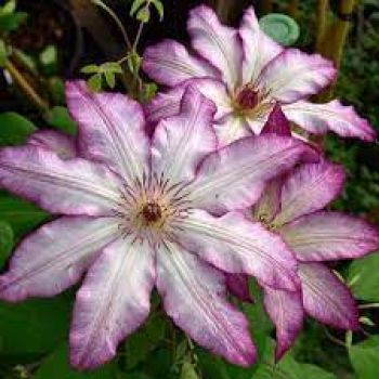 Клематис Тае (Clematis Tae)