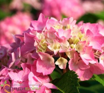 Гортензия крупнолистная Ховария Файерворкс Пинк / Джомари (Hydrangea macrophylla Hovaria Fireworks Pink)