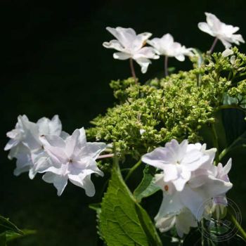 Гортензия крупнолистная Ховария Файерворкс Вайт (Hydrangea macrophylla Hovaria Fireworks White)