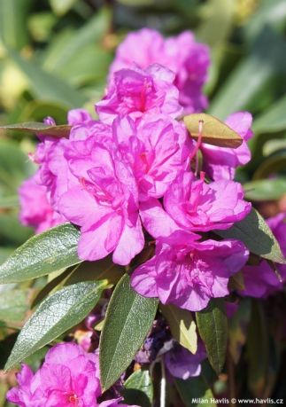 Рододендрон Эйприл Роуз (Rhododendron April Rose)
