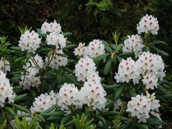Рододендрон Аксель Тигерштедт (Rhododendron Axel Tigerstedt)