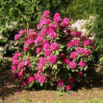 Рододендрон Карактакус (Rhododendron Caractacus)