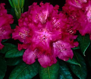 Рододендрон Карактакус (Rhododendron Caractacus)