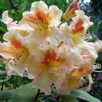 Рододендрон Казанова (Rhododendron Casanova)
