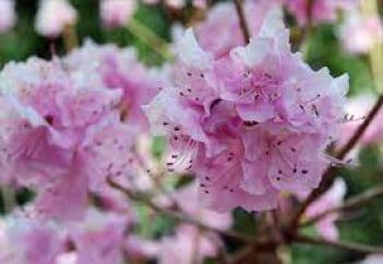 Рододендрон Корнелл Пинк (Rhododendron Cornell Pink)