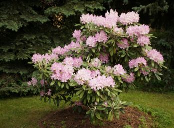 Рододендрон Эдит Прайд (Rhododendron Edith Pride)