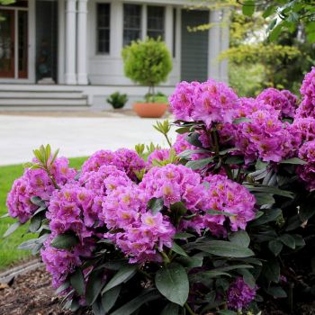 Рододендрон Инглиш Розеум (Rhododendron English Roseum)