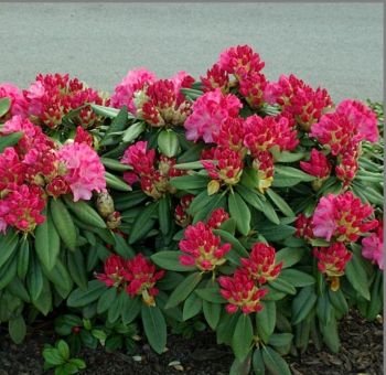 Рододендрон Фантастика (Rhododendron Fantastica)