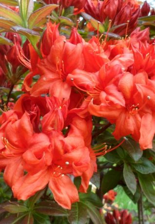 Рододендрон Файерболл (Rhododendron Fireball)