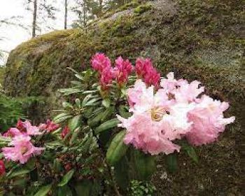 Рододендрон Гладито (Rhododendron Gradito)