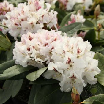 Рододендрон Гудрун (Rhododendron Gudrun)