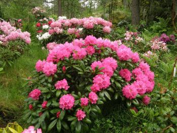 Рододендрон Хельголанд (Rhododendron Helgoland)
