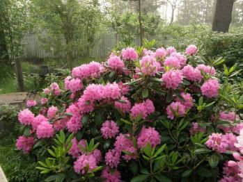 Рододендрон Хеллики (Rhododendron Hellikki)