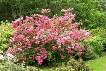 Рододендрон Хоумбуш (Rhododendron Homebush)