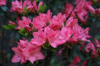 Рододендрон Игнатиус Саргент ( Rhododendron Ignatius Sargent)