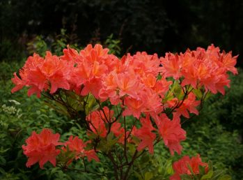 Рододендрон Иль Тассо (Rhododendron Il Tasso)