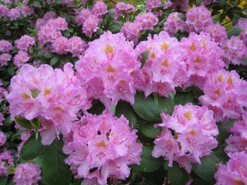 Рододендрон Ирина (Rhododendron Irina)
