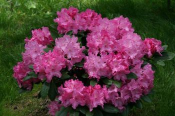Рододендрон Джейн Эбботт (Rhododendron Jane Abbott)