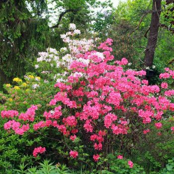 Рододендрон Джейн Эбботт Пинк (Rhododendron Jane Abbott Pink)