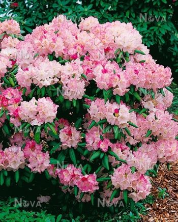 Рододендрон Кен Янек (Rhododendron Ken Janeck)