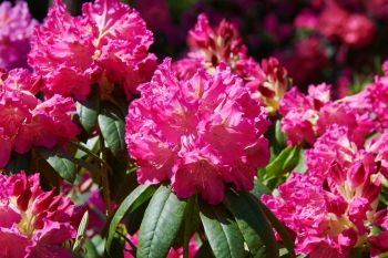 Рододендрон Король Тут (Rhododendron King Tut)