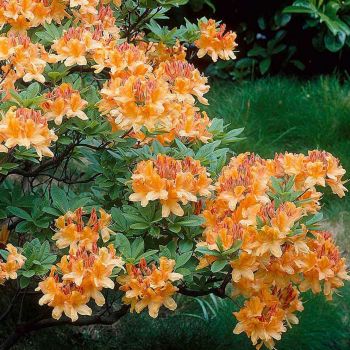 Рододендрон Кнапп-Хилл-гибрид (Rhododendron Knap Hill Hybrid)