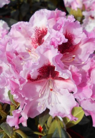 Рододендрон Королева Ядвига (Rhododendron Krolova Jadwiga)