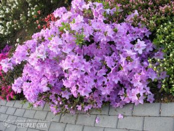 Рододендрон Ледиканенс (Rhododendron Ledikanense)