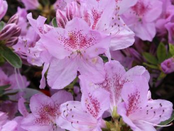 Рододендрон Ледиканенс (Rhododendron Ledikanense)