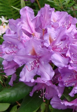 Рододендрон Лис Дарк Перпл (Rhododendron Lee's Dark Purple)