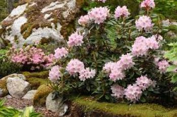 Рододендрон Манитоу (Rhododendron Manitou)