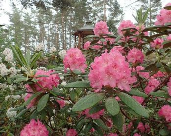 Рододендрон Маркетта (Rhododendron Marketta)