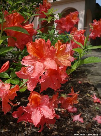 Рододендрон Маунт Сейнт Хэленс (Rhododendron Mount Saint Helens)