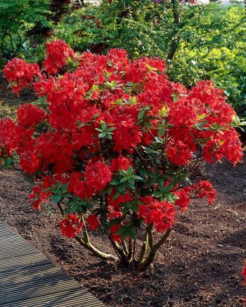 Рододендрон Набукко (Rhododendron Nabucco)