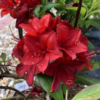 Рододендрон Набукко (Rhododendron Nabucco)