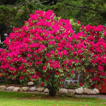 Рододендрон Нова Зембла (Rhododendron Nova Zembla)