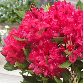 Рододендрон Нова Зембла (Rhododendron Nova Zembla)