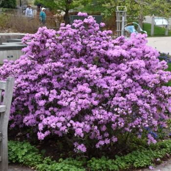 Рододендрон П.Ж.М. Групп (Rhododendron P.J.M. Group)