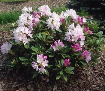 Рододендрон Похьёлас Доте (Rhododendron Pohjola's Daughter)