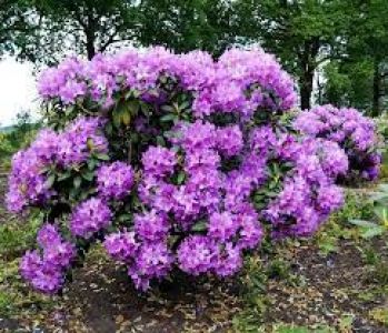 Рододендрон Пурпуреум Грандифлорум (Rhododendron Purpureum Grandiflorum)